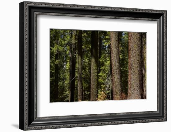 Tree Trunks, Tuolumne Sequoia Grove, Yosemite NP, California-David Wall-Framed Photographic Print