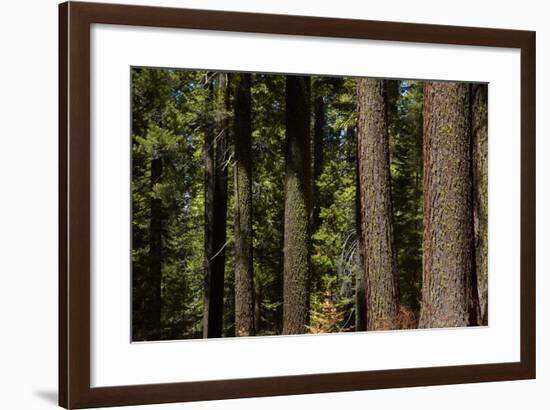 Tree Trunks, Tuolumne Sequoia Grove, Yosemite NP, California-David Wall-Framed Photographic Print