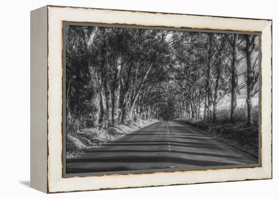 Tree Tunnel to Old Koloa Town (B/W), Kauai Hawaii-Vincent James-Framed Premier Image Canvas