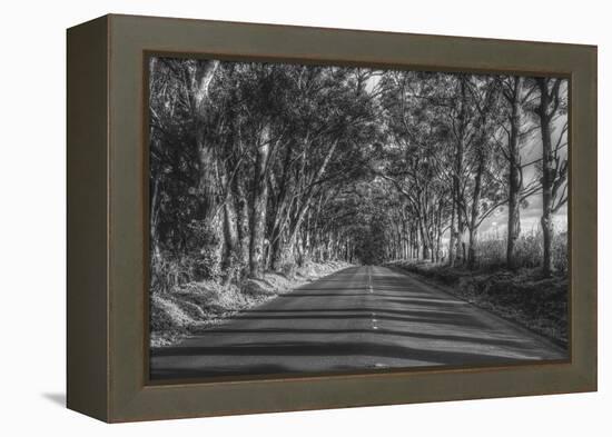 Tree Tunnel to Old Koloa Town (B/W), Kauai Hawaii-Vincent James-Framed Premier Image Canvas