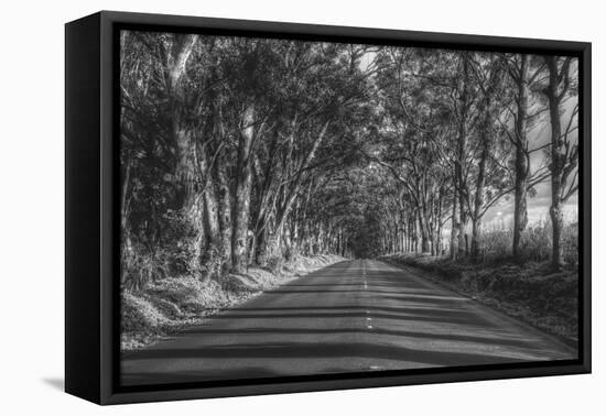 Tree Tunnel to Old Koloa Town (B/W), Kauai Hawaii-Vincent James-Framed Premier Image Canvas