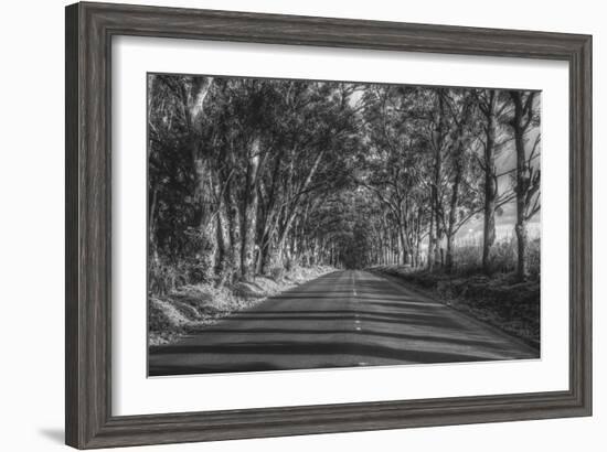 Tree Tunnel to Old Koloa Town (B/W), Kauai Hawaii-Vincent James-Framed Photographic Print