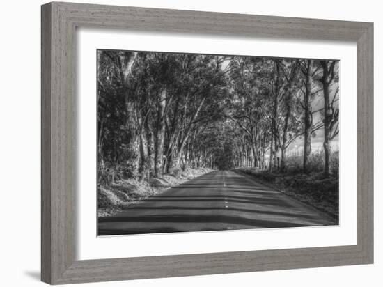 Tree Tunnel to Old Koloa Town (B/W), Kauai Hawaii-Vincent James-Framed Photographic Print