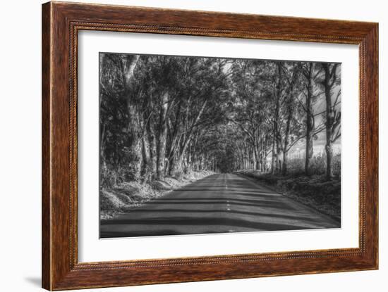 Tree Tunnel to Old Koloa Town (B/W), Kauai Hawaii-Vincent James-Framed Photographic Print