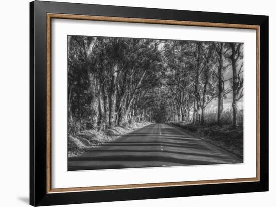 Tree Tunnel to Old Koloa Town (B/W), Kauai Hawaii-Vincent James-Framed Photographic Print