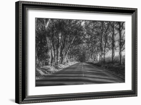 Tree Tunnel to Old Koloa Town (B/W), Kauai Hawaii-Vincent James-Framed Photographic Print