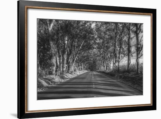 Tree Tunnel to Old Koloa Town (B/W), Kauai Hawaii-Vincent James-Framed Photographic Print