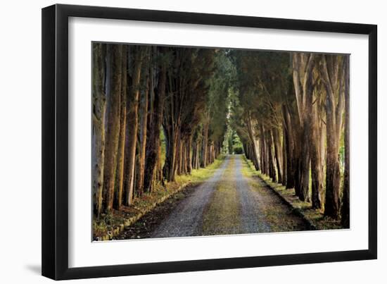 Tree Tunnel-Michael Cahill-Framed Giclee Print