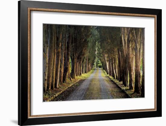 Tree Tunnel-Michael Cahill-Framed Giclee Print