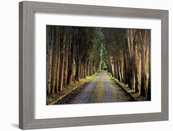 Tree Tunnel-Michael Cahill-Framed Giclee Print