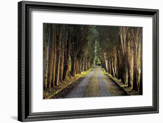 Tree Tunnel-Michael Cahill-Framed Giclee Print