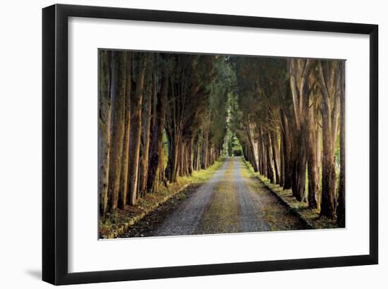 Tree Tunnel-Michael Cahill-Framed Giclee Print