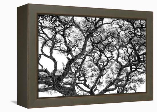 Tree Vine-Howard Ruby-Framed Premier Image Canvas