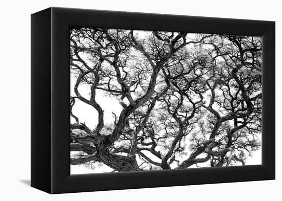 Tree Vine-Howard Ruby-Framed Premier Image Canvas