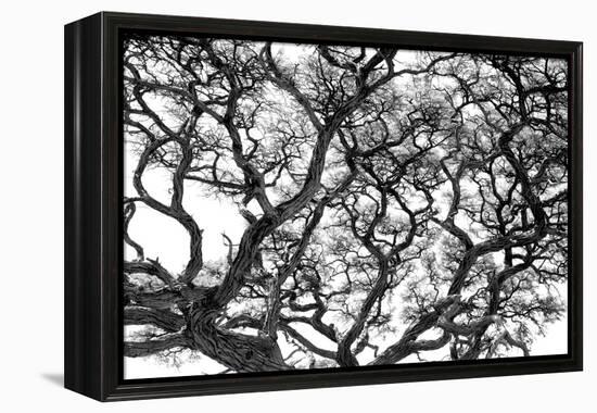 Tree Vine-Howard Ruby-Framed Premier Image Canvas