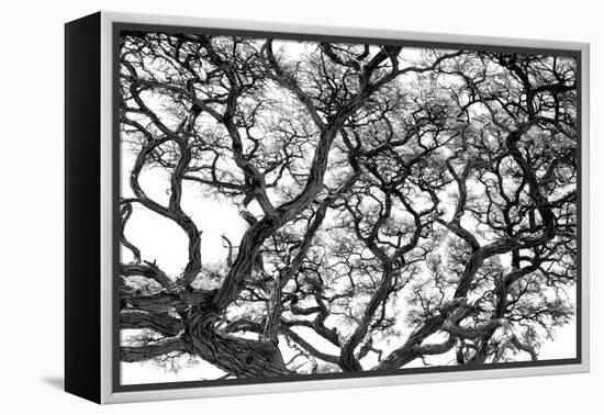 Tree Vine-Howard Ruby-Framed Premier Image Canvas