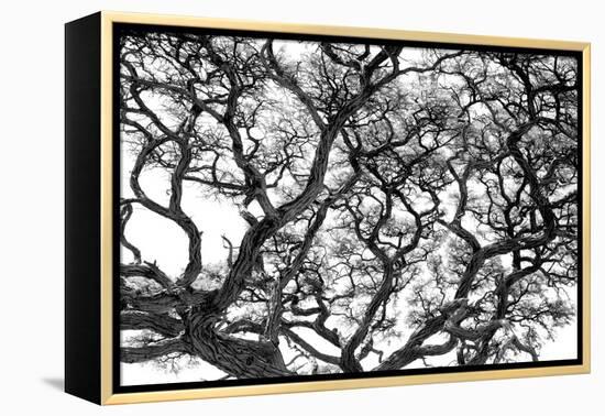 Tree Vine-Howard Ruby-Framed Premier Image Canvas