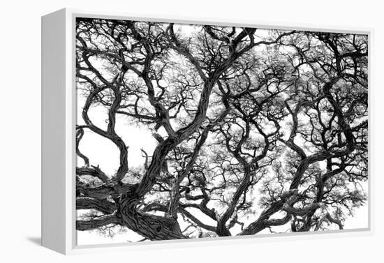 Tree Vine-Howard Ruby-Framed Premier Image Canvas