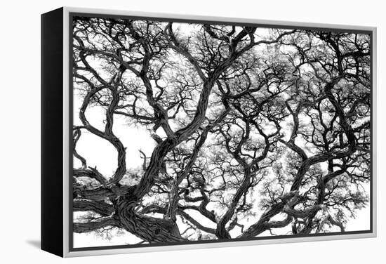 Tree Vine-Howard Ruby-Framed Premier Image Canvas