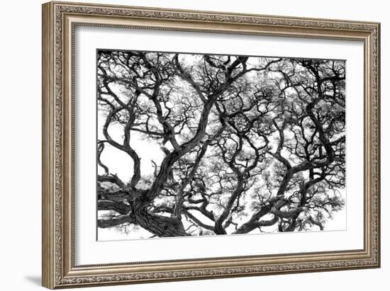 Tree Vine-Howard Ruby-Framed Photographic Print