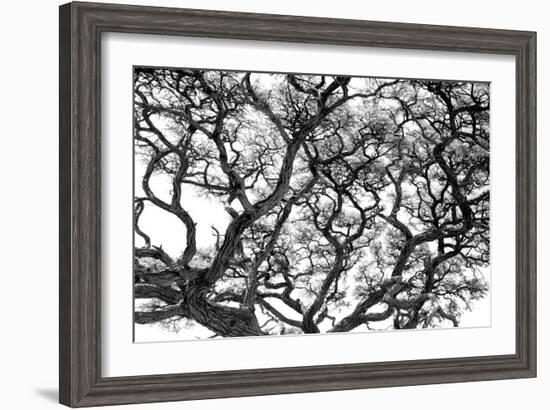 Tree Vine-Howard Ruby-Framed Photographic Print