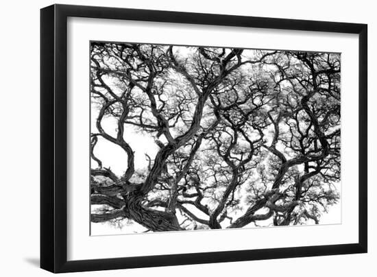 Tree Vine-Howard Ruby-Framed Photographic Print