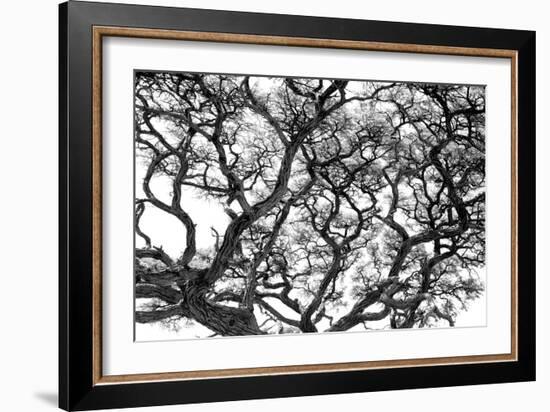 Tree Vine-Howard Ruby-Framed Photographic Print
