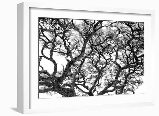 Tree Vine-Howard Ruby-Framed Photographic Print