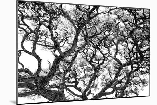 Tree Vine-Howard Ruby-Mounted Photographic Print