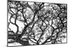 Tree Vine-Howard Ruby-Mounted Photographic Print