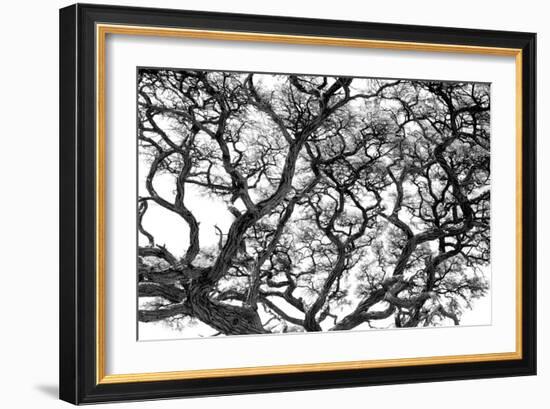 Tree Vine-Howard Ruby-Framed Photographic Print