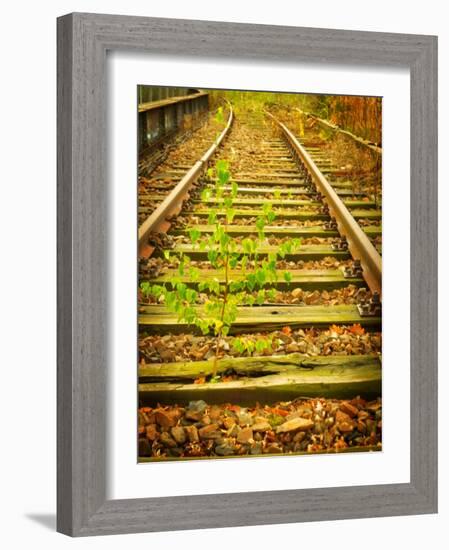 Tree Wakes from Sleeper-Nathan Wright-Framed Photographic Print