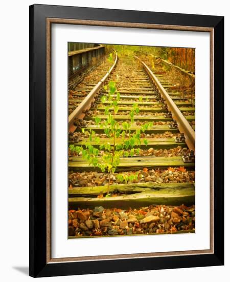 Tree Wakes from Sleeper-Nathan Wright-Framed Photographic Print
