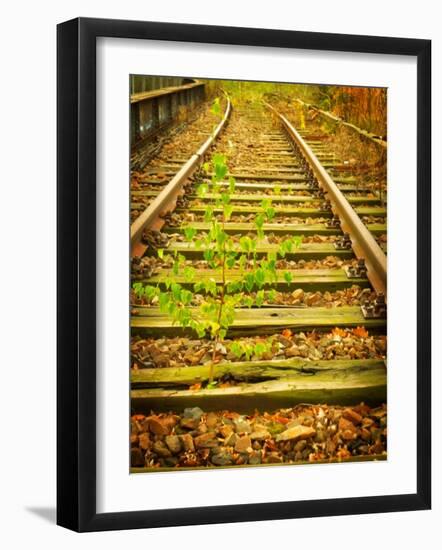 Tree Wakes from Sleeper-Nathan Wright-Framed Photographic Print