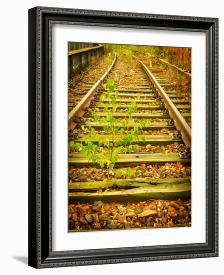 Tree Wakes from Sleeper-Nathan Wright-Framed Photographic Print