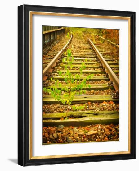 Tree Wakes from Sleeper-Nathan Wright-Framed Photographic Print