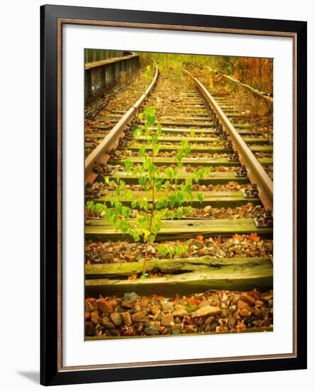 Tree Wakes from Sleeper-Nathan Wright-Framed Photographic Print