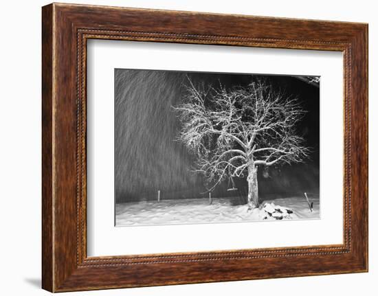 Tree, winter, night, driving snow-Martin Ley-Framed Photographic Print