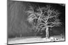 Tree, winter, night, driving snow-Martin Ley-Mounted Photographic Print