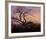 Tree with Crows-Caspar David Friedrich-Framed Art Print