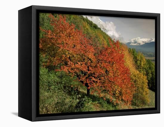 Tree with Red Autumnal Foliage, Near Chambery, Savoie, Rhone Alpes, France-Michael Busselle-Framed Premier Image Canvas