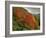 Tree with Red Autumnal Foliage, Near Chambery, Savoie, Rhone Alpes, France-Michael Busselle-Framed Photographic Print