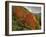 Tree with Red Autumnal Foliage, Near Chambery, Savoie, Rhone Alpes, France-Michael Busselle-Framed Photographic Print