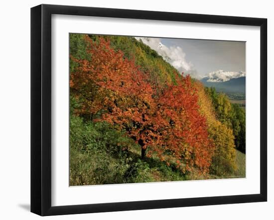 Tree with Red Autumnal Foliage, Near Chambery, Savoie, Rhone Alpes, France-Michael Busselle-Framed Photographic Print