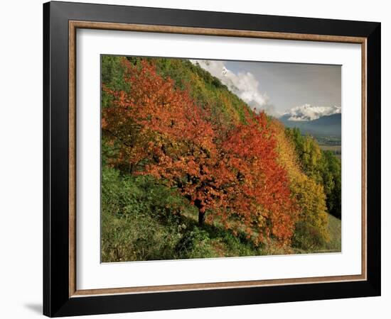 Tree with Red Autumnal Foliage, Near Chambery, Savoie, Rhone Alpes, France-Michael Busselle-Framed Photographic Print