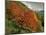Tree with Red Autumnal Foliage, Near Chambery, Savoie, Rhone Alpes, France-Michael Busselle-Mounted Photographic Print