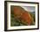 Tree with Red Autumnal Foliage, Near Chambery, Savoie, Rhone Alpes, France-Michael Busselle-Framed Photographic Print