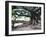 Tree with Roots and Graffiti in Park on Plaza Alverar Square, Buenos Aires, Argentina-Per Karlsson-Framed Photographic Print