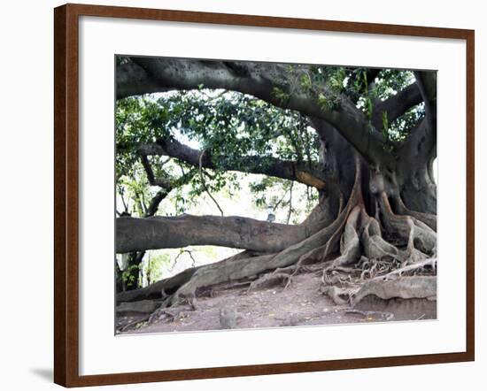 Tree with Roots and Graffiti in Park on Plaza Alverar Square, Buenos Aires, Argentina-Per Karlsson-Framed Photographic Print