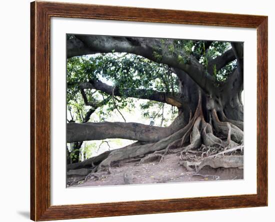 Tree with Roots and Graffiti in Park on Plaza Alverar Square, Buenos Aires, Argentina-Per Karlsson-Framed Photographic Print